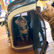 2WAY貓攜帶背包・米色 